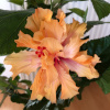 hibiskus_orange_gefuellt