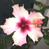 hibiskus_rosa