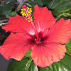 hibiskus_rot