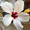 hibiskus_weiß